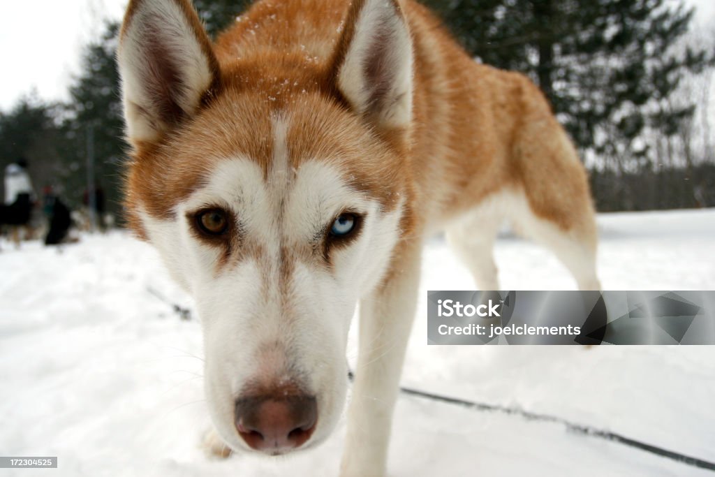 Husky - Foto de stock de Aire libre libre de derechos