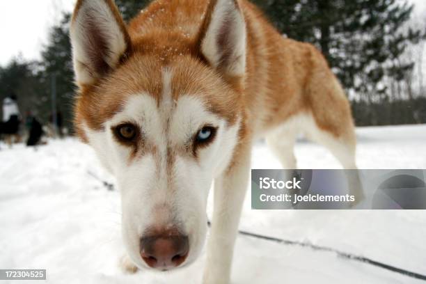 Husky Foto de stock y más banco de imágenes de Aire libre - Aire libre, Animal, Canadá