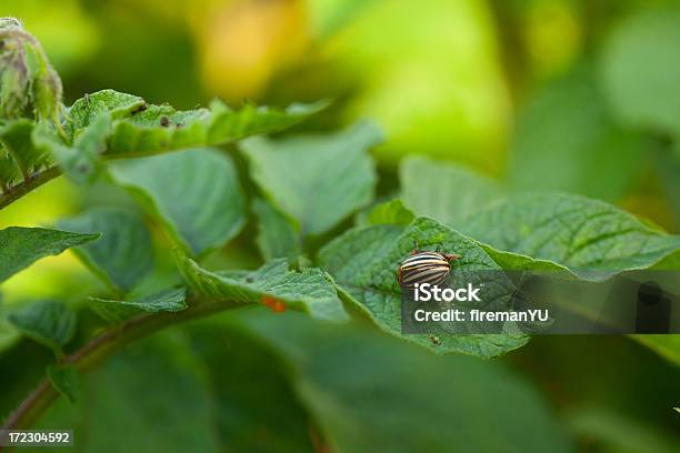 Kartoffelkäfer Stockfoto und mehr Bilder von Agrarbetrieb - Agrarbetrieb, Beschädigt, Blatt - Pflanzenbestandteile