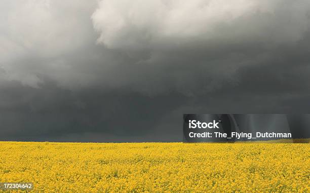 Канолового Storm — стоковые фотографии и другие картинки Без людей - Без людей, Буря, Выразительное небо