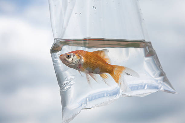 Fairground Goldfish Stock Photo - Download Image Now - Goldfish, Bag,  Plastic Bag - iStock
