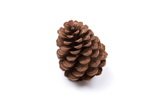 A single pine cone on white.PLEASE CLICK ON THE IMAGES BELOW TO SEE MY SEASONAL SPECIFIC LIGHTBOXES.