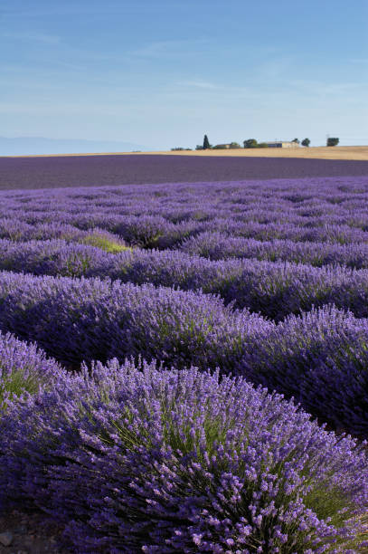 Lavender stock photo