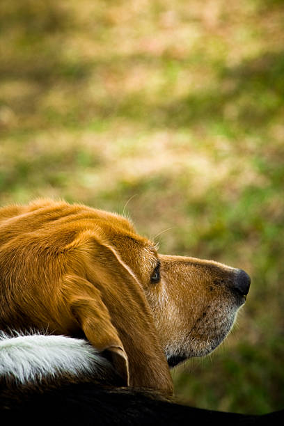 Beagle in Repose stock photo
