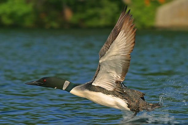 eistaucher flying - common loon stock-fotos und bilder