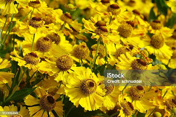 Yellow Sonnenbraut 1 Stock Photo - Download Image Now - Bitterweed, August, Backgrounds