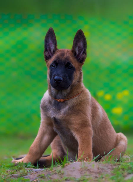 istock Sitting belgian shepherd malinois puppy in orange collar looking at camera 1723052557