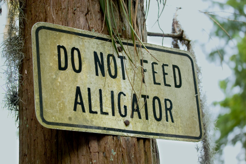 This sign tells us that there is an alligator here and that we shouldn't feed it.