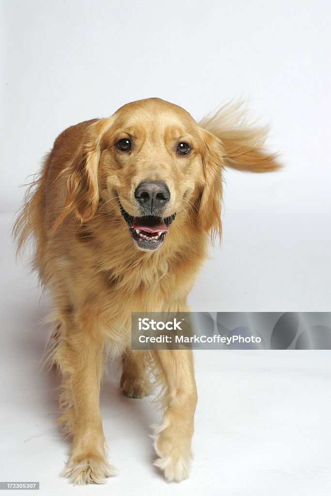 Felice Golden Retriever - Foto stock royalty-free di Allegro