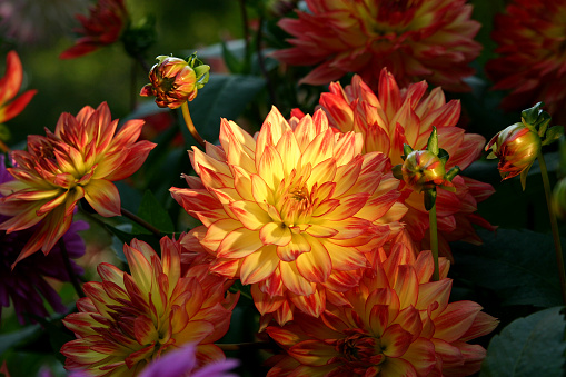 dahlia centered yellow and pink floral single flower on dark background