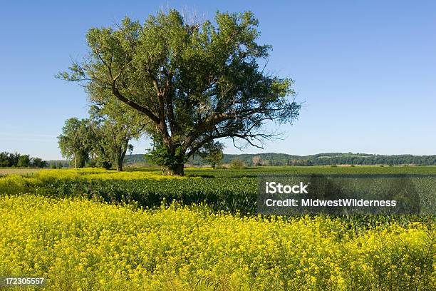 Cornfield 네브라스카에 대한 스톡 사진 및 기타 이미지 - 네브라스카, 수평 구성, 풍경