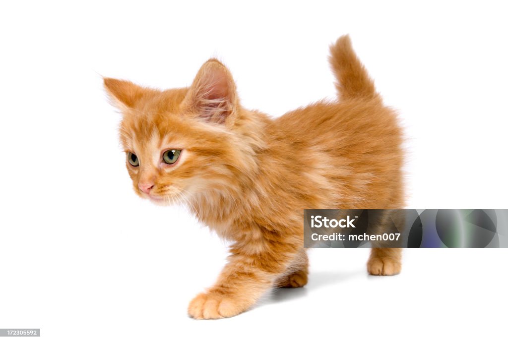Tiere: Isolierte Katzenjunges - Lizenzfrei Fell Stock-Foto