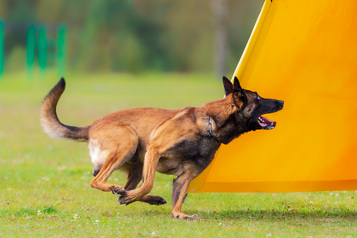 Belgian Malinois dog runs around yellow blind to find a helper in the protection phase, Schutzhund trials.