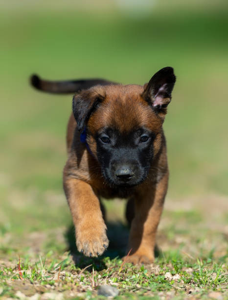 istock Belgian shepherd malinois puppy in violet collar 1723056306