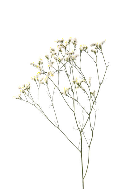 Baby's Breath - Gypsophila Gypsophila isolated on white. gypsophila stock pictures, royalty-free photos & images