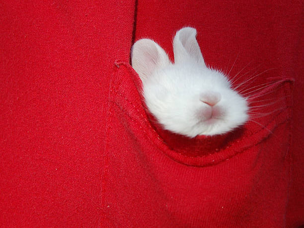 Bunny in der Tasche – Foto