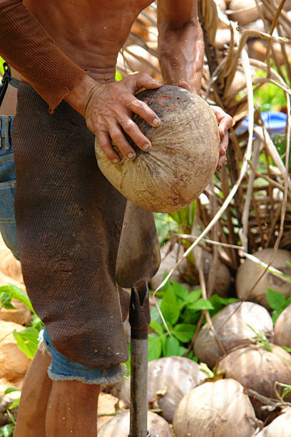 Coconut tool stock photo