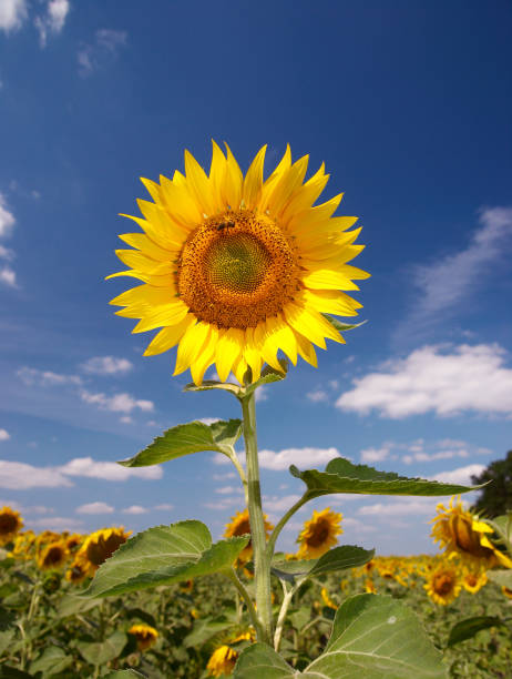 istock field of sunflowers 172305764