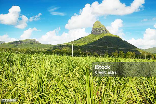 Sugar Cane Plantation Stock Photo - Download Image Now - Agricultural Field, Agriculture, Blue