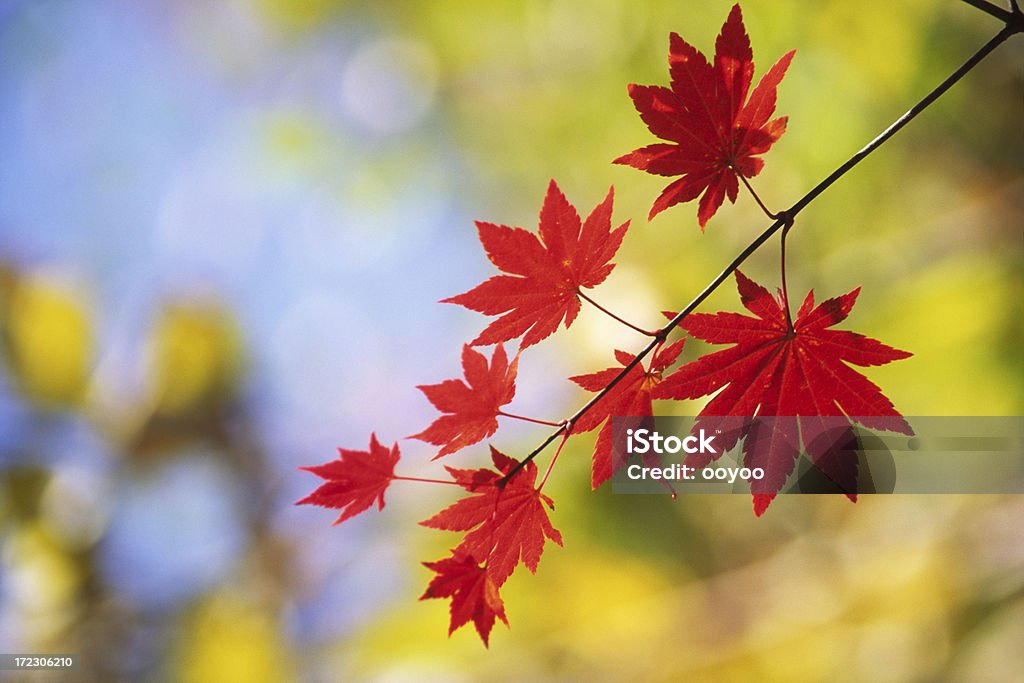 Autumn leaves Autumn leaves at beautiful day Autumn Stock Photo