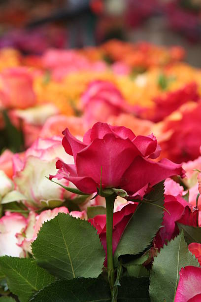 istock Flowers Rose in red 172306345