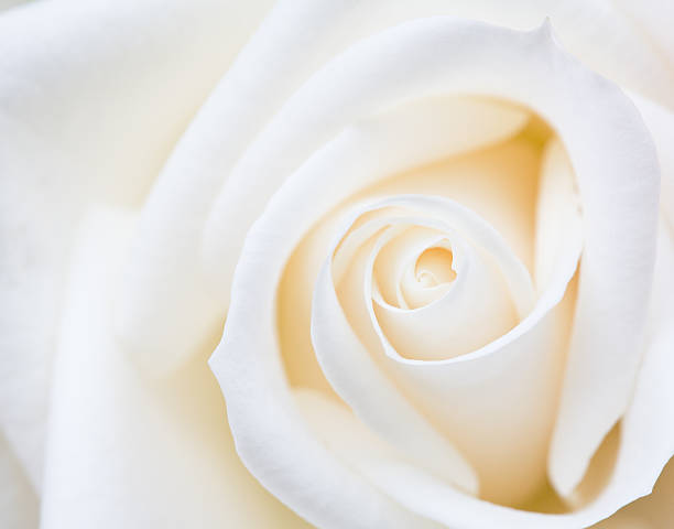 istock Close-up of a white rose flower 172306380