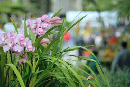 Orchid display with people as blurred background