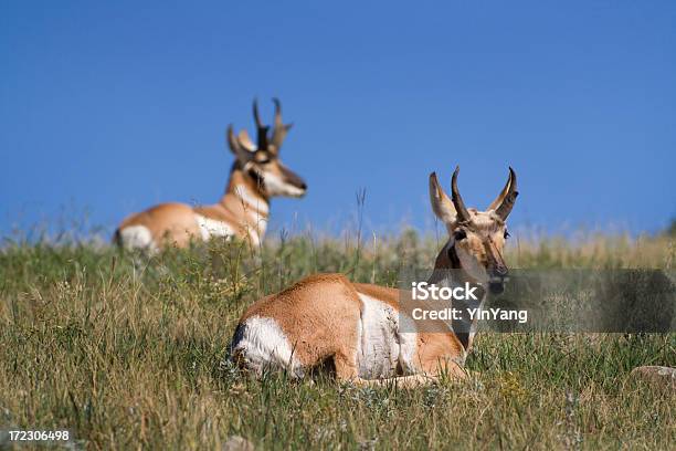 Antelopes 자욱한 프레리 블랙힐스 구릉에 대한 스톡 사진 및 기타 이미지 - 블랙힐스 구릉, 사우스다코타, 가지뿔영양