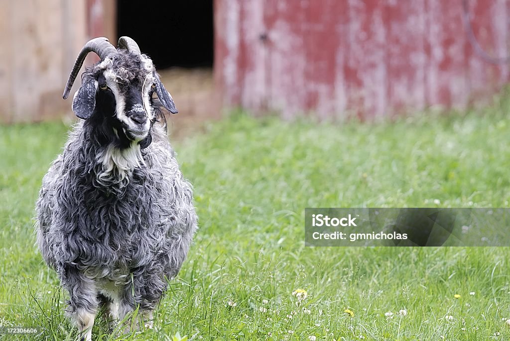 angora sheep Angora Goat Stock Photo