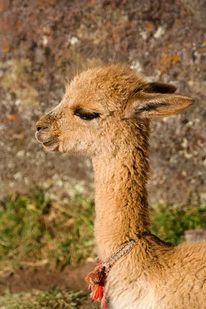 Subject: A baby Vicuna in a farm. A south American camelid in the family of the Llama. Produces one of the finest wool in the world.