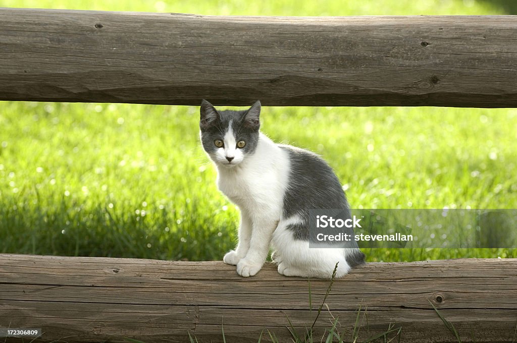 Cat - Lizenzfrei Blick in die Kamera Stock-Foto