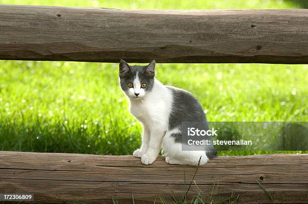 Cat Stockfoto und mehr Bilder von Blick in die Kamera - Blick in die Kamera, Domestizierte Tiere, Fotografie