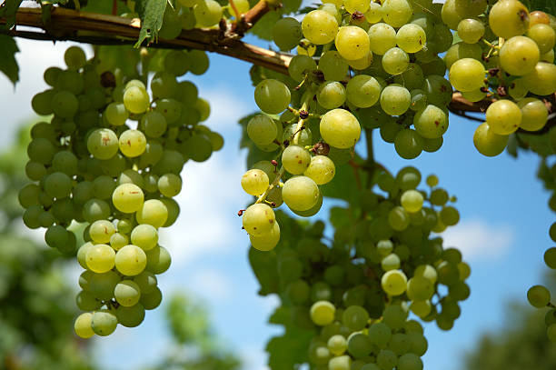 Hanging uvas - foto de acervo