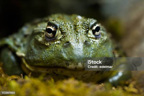 Er Macht Die B In Ochsenfrosch Stockfoto und mehr Bilder von Forschung - Forschung, Frosch, Amphibie