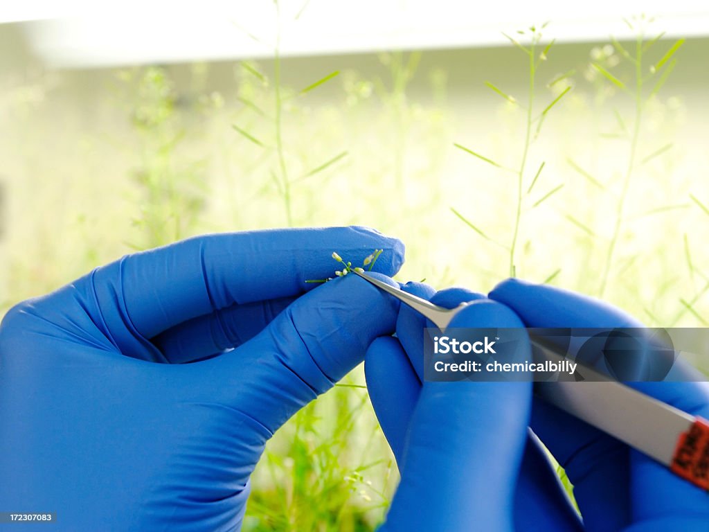 Genetically modified plants Scientist uses forcepts to remove flowers from a genetically modified plant. Location is a plant growth chamber. Gene Therapy Stock Photo