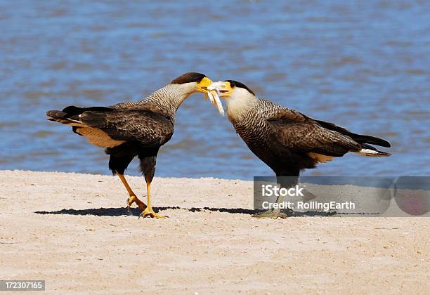 ク Caracaras - 2匹のストックフォトや画像を多数ご用意 - 2匹, とさか, アマゾン地域