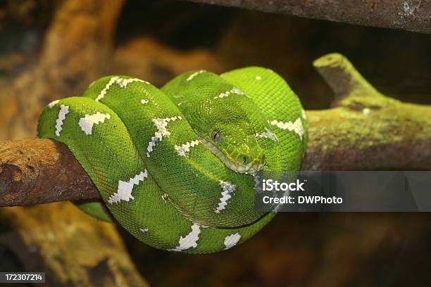 Boa - Fotografie stock e altre immagini di Albero - Albero, Boa - Serpente, Colore verde