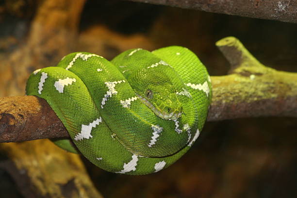 good Emerald Tree Boa green boa snake corallus caninus stock pictures, royalty-free photos & images