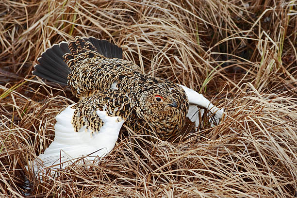 istock Willow ptarmigan defends nest. Hen. 172307263