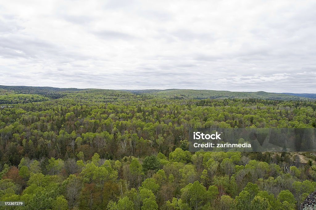 forest landscape shot of the wild forest Aerial View Stock Photo