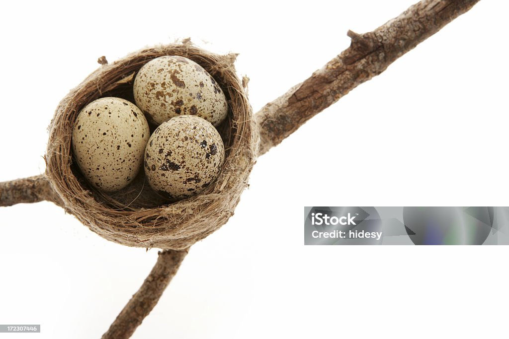 Ninho de ovos - Foto de stock de Espaço para Texto royalty-free
