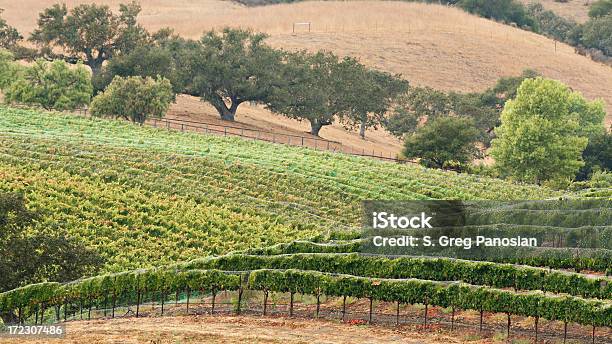 Вино Страна Живописным — стоковые фотографии и другие картинки Виноделие - Виноделие, Санта-Барбара - Калифорния, Санта-Инес