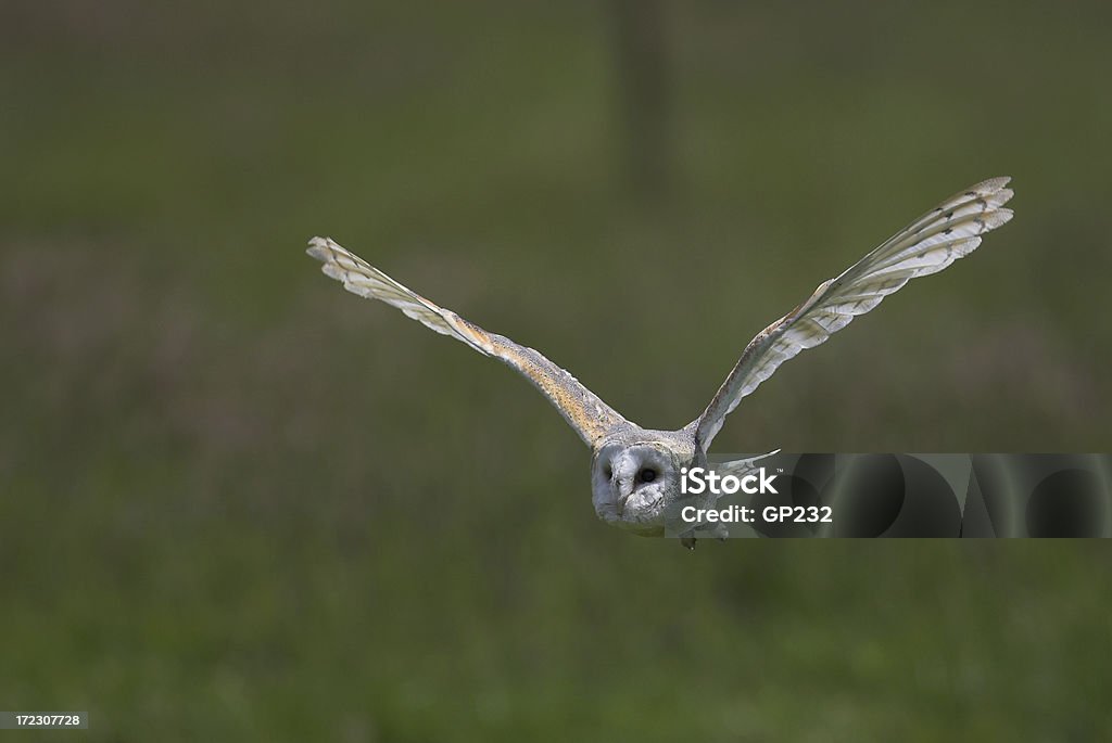 Lechuza blanca en vuelo - Foto de stock de Ave de rapiña libre de derechos