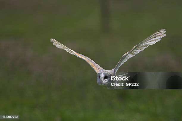 Lechuza Blanca En Vuelo Foto de stock y más banco de imágenes de Ave de rapiña - Ave de rapiña, Reino Unido, Ala de animal