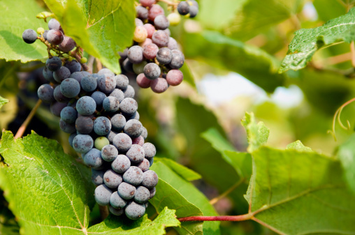 Grapes on the vine in vineyard near Herrmann Missouri - room for text