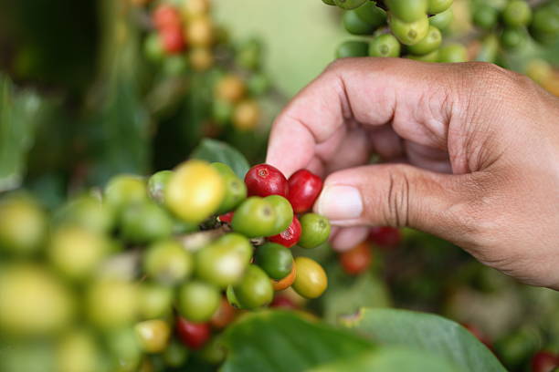 Kauai: Coffee Harvest stock photo