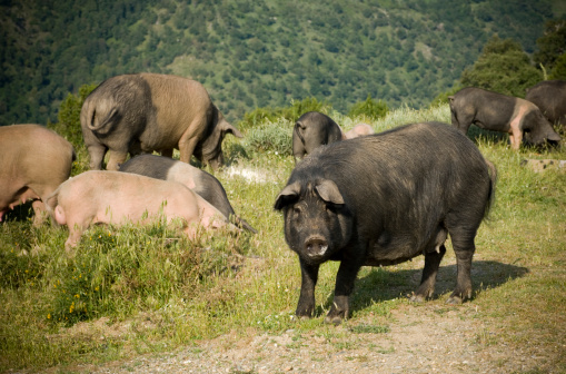 A group of pigs