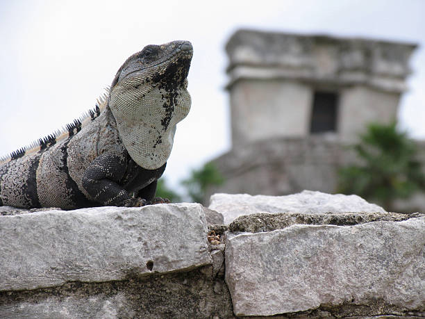Iguana Towering over Maya Ruins stock photo