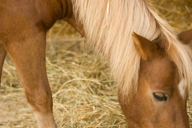 istock Close up of horse 172308122
