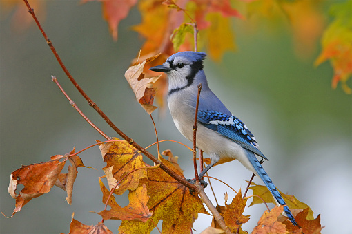 A Blue Jay perches on the branch of a tree with bright colored autumn foliage.